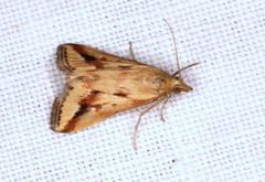 Achyra massalis