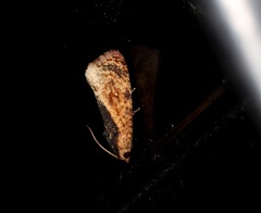Cryptophlebia ombrodelta