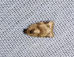 Neocalyptis liratana