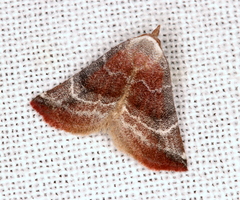 Mataeomera mesotaenia