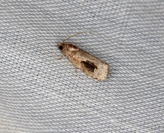 Ophiorrhabda mormopa