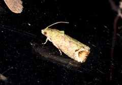 Sorolopha phyllochlora