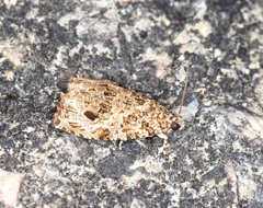 Sycacantha