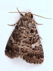 Condica aroana