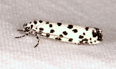 Ethmia clytodoxa