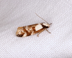 Palimmeces variegata
