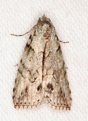 Calathusa basicunea
