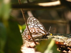 Hestina assimilis formosana