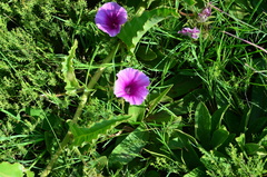 Ipomoea ommanneyi