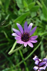 Dimorphotheca spectabilis