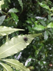 Verrucosa scapofracta