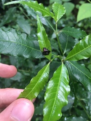 Verrucosa scapofracta