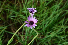 Dimorphotheca spectabilis