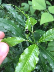 Verrucosa scapofracta