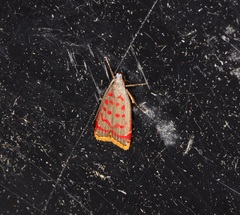 Dichomeris sandycitis