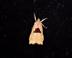 Helcystogramma hibisci