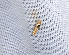 Hieromantis