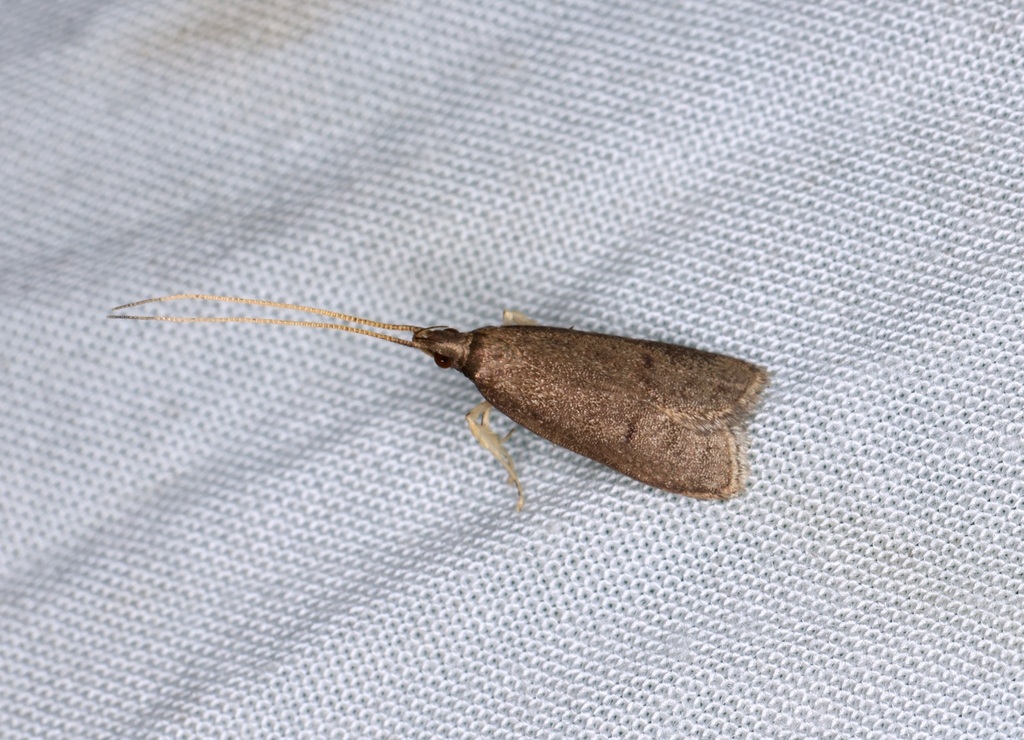 Lecithocera indigens