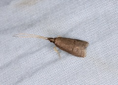 Lecithocera platomona