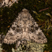 Black-banded Polymixis Moth - Photo (c) keith681, some rights reserved (CC BY-NC)