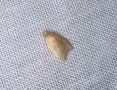 Scythropiodes