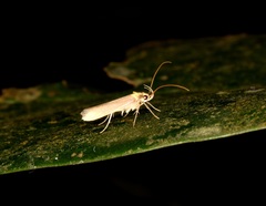 Tegenocharis tenebrans