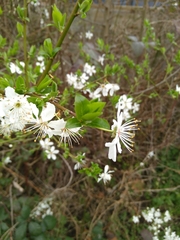 Prunus cerasifera
