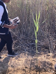 Phragmites australis