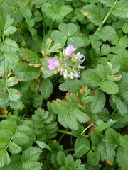 Erodium moschatum