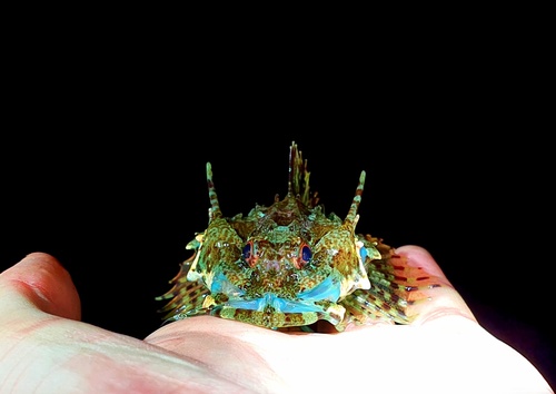 Sea Scorpion