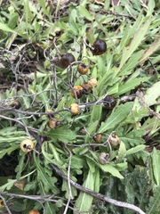 Solanum elaeagnifolium