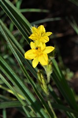Hypoxis acuminata
