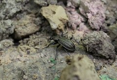 Carabus cancellatus