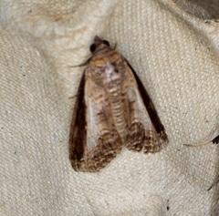 Lophoptera squammigera