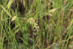 Anisoplia austriaca