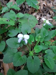 Viola nagasawae