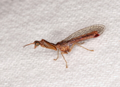 Austromantispa trevori