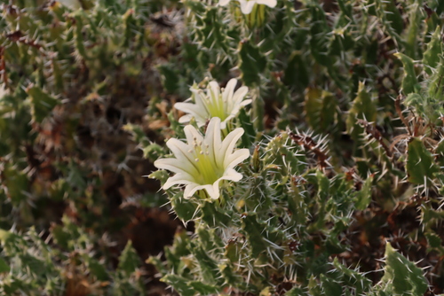 Image of White Nectarcup by (c) Tony Rebelo, some rights reserved (CC BY-SA)