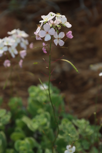 Image of Heliophila variabilis by (c) Tony Rebelo, some rights reserved (CC BY-SA)