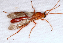 Hypopheltes