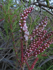 Tamarix tetragyna