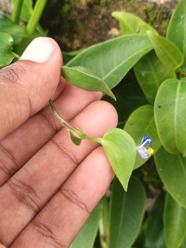 Commelina petersii (Commelina petersii)