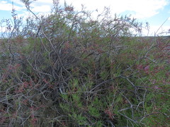 Tamarix tetragyna