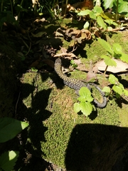 Podarcis muralis nigriventris
