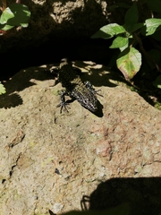 Podarcis muralis nigriventris