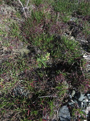 Ophrys umbilicata flavomarginata