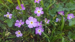 Phlox roemeriana