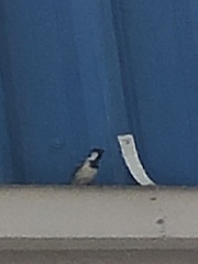 Passer domesticus