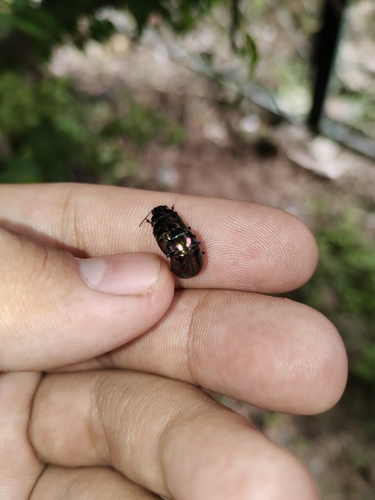 Ambrostoma quadriimpressa