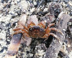 Cyclograpsus punctatus